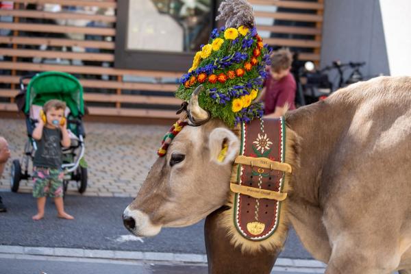Alpabfahrt in der Schweiz: Das bunte Spektakel nach dem Bergsommer