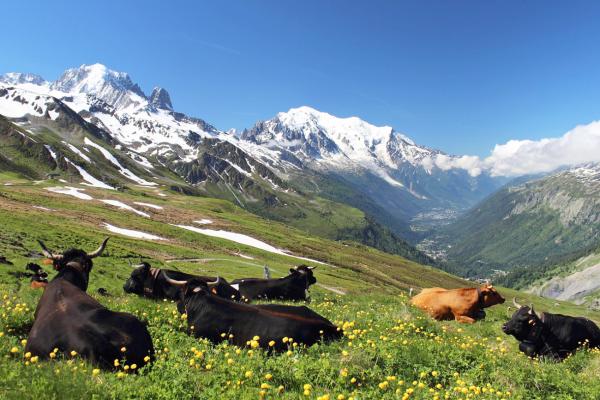 Wandern mit Aussicht: Die schönsten Panoramawege mit Blick auf den Mont Blanc