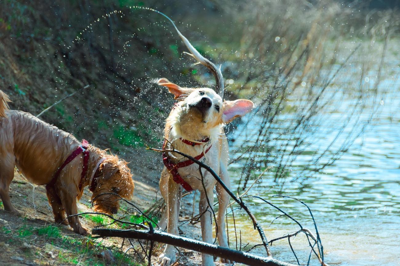 Pfotenwandern deluxe: Die schönsten Wanderungen in der Schweiz mit Hund