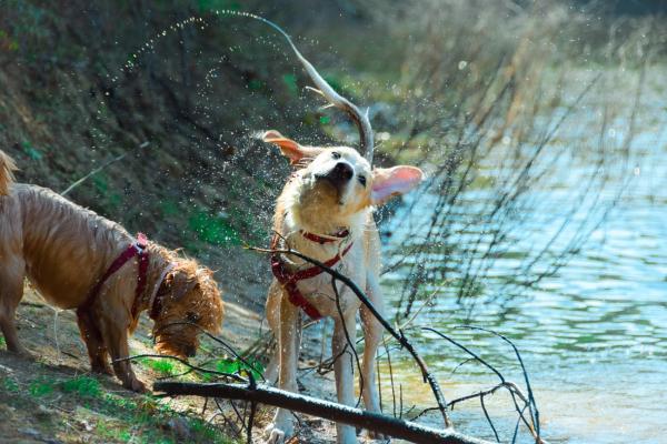 Pfotenwandern deluxe: Die schönsten Wanderungen in der Schweiz mit Hund