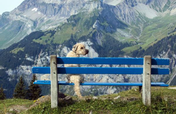 Wandern mit Hund in Südtirol: Regeln, Tipps und hundefreundliche Touren