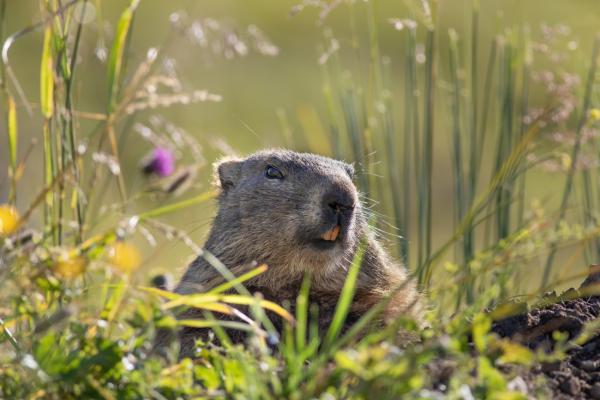 Murmeltiere beobachten: Die flauschigen Bergbewohner im Nationalpark Berchtesgaden