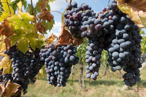 Zwischen Reben und Gipfeln: Südtirols 10 beste Weinkellereien im Portrait