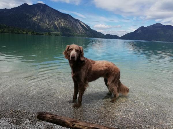Mit dem Hund durch Bayerns Alpen: Was man wissen und planen sollte