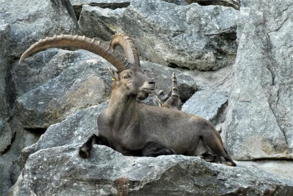 Alpenzoo Innsbruck: Der höchster Zoo Europas mit Fokus auf alpine Tierarten